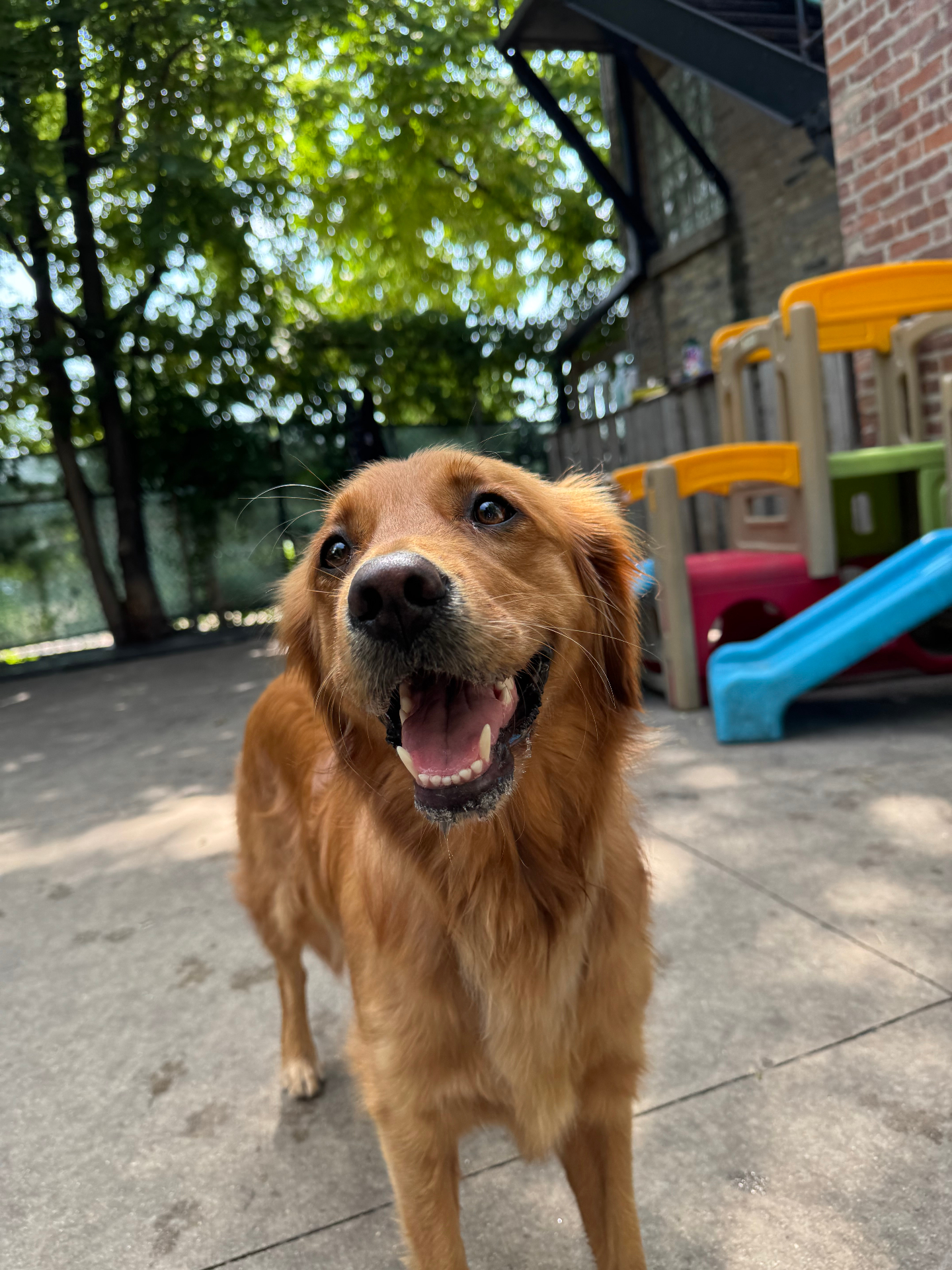 Lucy, the agency's golden retriever, in the yard